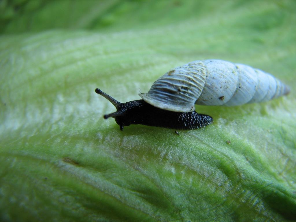 Medora macascarensis (Sowerby,1828) = Medora albescens